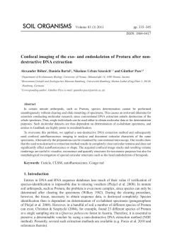 Confocal imaging of the exo- and endoskeleton of Protura after non