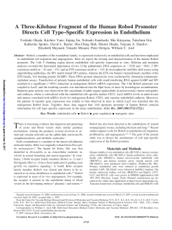 A Three-Kilobase Fragment of the Human Robo4 Promoter Directs