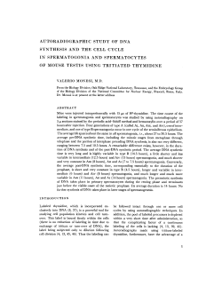 autoradiographic study of dna synthesis and the