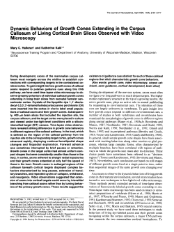 Dynamic Behaviors of Growth Cones Extending in the Corpus