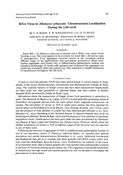 RNA Virus in AZZomyces arbuscula : Ultrastructural