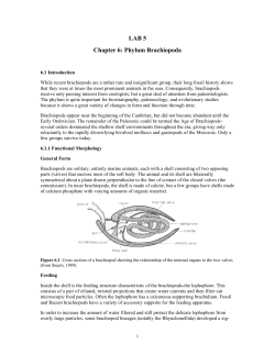 Chapter 8: Phylum Brachiopoda