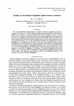 Studies on the Rumen Flagellate Sphaeromonas