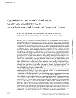Cytoskeletal Architecture of Isolated Mitotic Spindle with Special