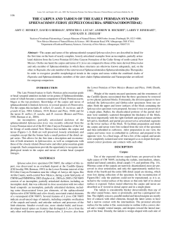 the carpus and tarsus of the early permian synapsid