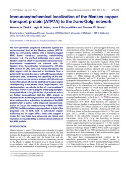 Immunocytochemical localization of the Menkes copper transport