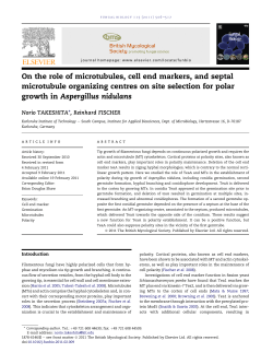 On the role of microtubules, cell end markers, and septal