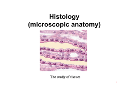 histology - Progetto e