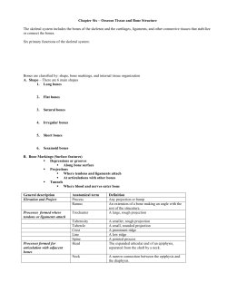 Chapter Six &ndash; Osseous Tissue and Bone Structure