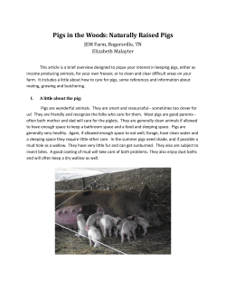 Raising Pigs in the Woods