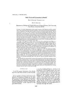 Body Form and Locomotion in Sharks Department of Biology and