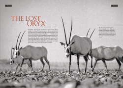 The Arabian Oryx has been considered an animal of beauty by the