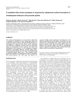 ALE1 in epidermal differentiation - Development