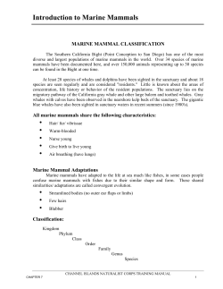 MARINE MAMMAL CLASSIFICATION