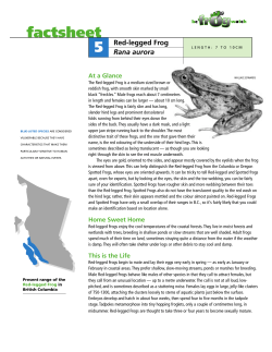 Red-legged Frog - Ministry of Environment