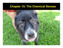 Chapter 15: The Chemical Senses