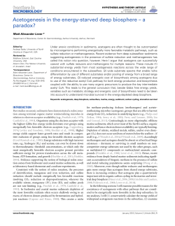 Acetogenesis in the energy-starved deep biosphere &ndash; a paradox?