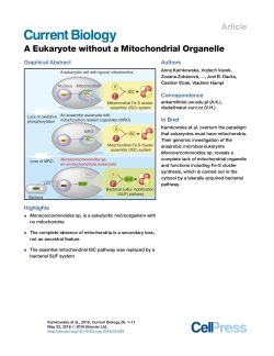 A Eukaryote without a Mitochondrial Organelle