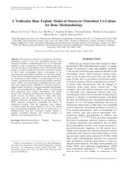 A Trabecular Bone Explant Model