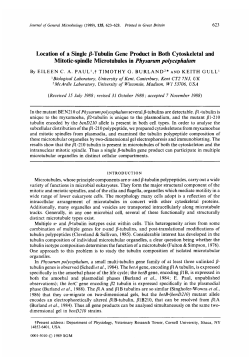 Location of a Single P-Tubulin Gene Product in Both