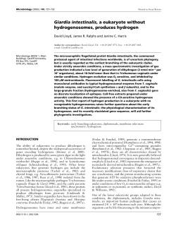 Giardia intestinalis, a eukaryote without hydrogenosomes, produces