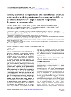 Sensory neurons in the spinal cord of nominal female embryos in