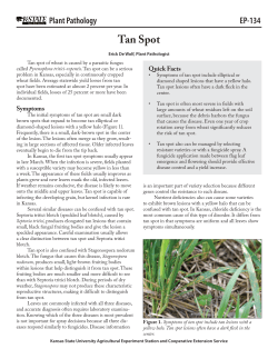 Tan Spot - K-State Plant Pathology