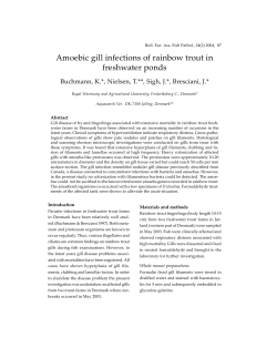 Amoebic gill infections of rainbow trout in freshwater ponds