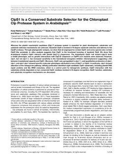 ClpS1 Is a Conserved Substrate Selector for the