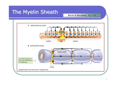 2_Neurons, nerves, NS structure and transmission