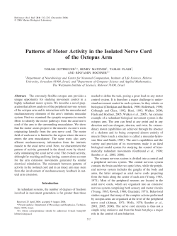 Patterns of Motor Activity in the Isolated Nerve Cord of the Octopus