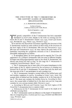 THE STRUCTURE OF THE Y CHROMOSOME IN THE