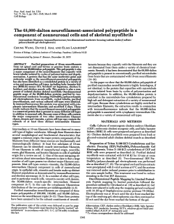 The 68,000-dalton neurofilament