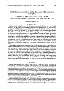 Cell-Substrate Associations during the Amoeboid