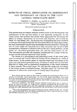 effects of visual deprivation on morphology and physiology of cells