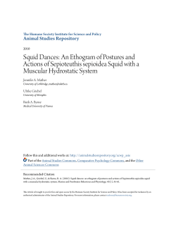 Squid Dances: An Ethogram of Postures and Actions of Sepioteuthis