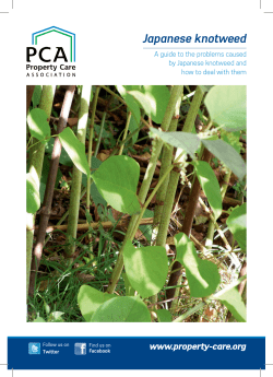 Japanese knotweed - Property Care Association