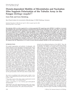 Dynein-dependent Motility of Microtubules and Nucleation Sites