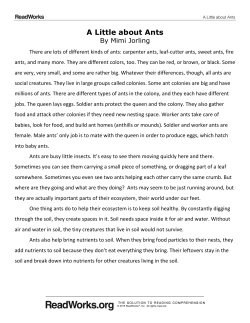 A Little about Ants