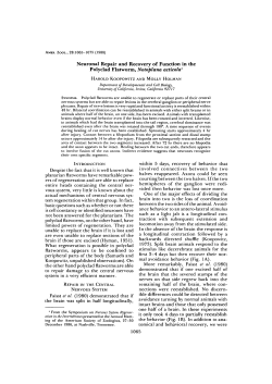 Neuronal Repair and Recovery of Function in the Polyclad Flatworm