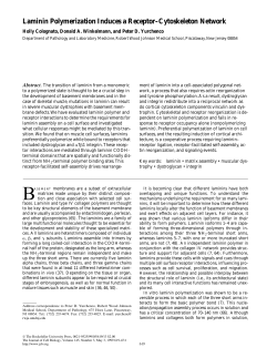 Laminin Polymerization Induces a Receptor&ndash;Cytoskeleton Network