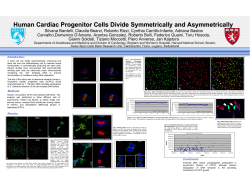 Human Cardiac Progenitor Cells Divide Symmetrically and