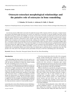 Osteocyte-osteoclast morphological relationships and the putative