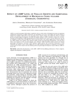 effect of camp level on thallus growth and gametangia development