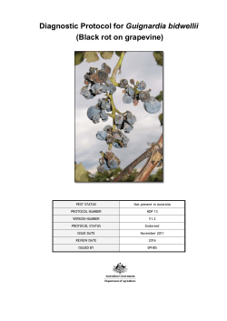 Black rot on grapevine DP - National Plant Biosecurity Diagnostic