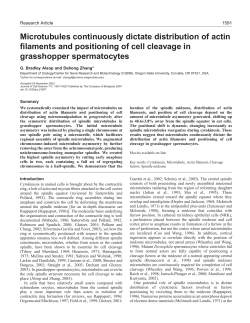 Microtubules continuously dictate distribution of actin filaments and