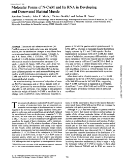 Molecular Forms of N-CAM and Its RNA in Developing and