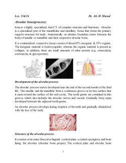 Alveolar bone(process):
