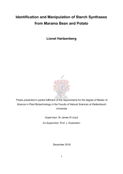 Identification and Manipulation of Starch Synthases from Marama