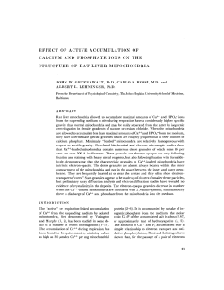 effect of active accumulation of calcium and phosphate ions on the